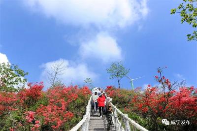 【这里是湖北】通山：漫山杜鹃“带红”乡村游