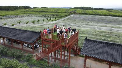 澎湃湖北 >
湖北安陆赵棚镇：小蓝莓带村民脱贫致富，昔日荒山成金山银山