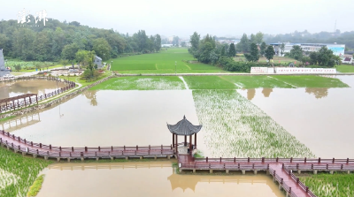 澎湃湖北 >
60秒看大江澎湃｜“中原突围出发地”宣化店的乡村振兴突围
