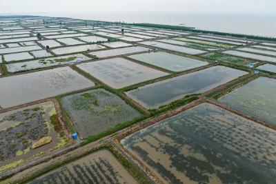 新华社聚焦：洪湖再现“浪打浪”