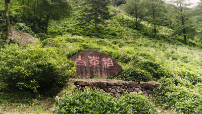 绿水青山带笑颜丨一片叶子富了一方百姓