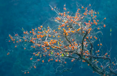 最美新农人丨瞧，我在大别山“上新”了！