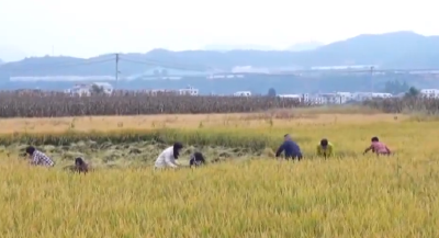 爱上湖北·灿烂的楚文化 | 《诗经》里的黄酒 小城里的味道