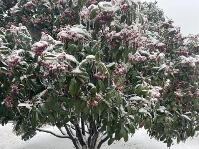 武汉新一轮降雪今晚到！湖北这些地方有暴雪