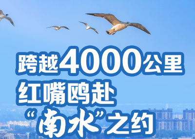 跨越4000公里 红嘴鸥赴“南水”之约