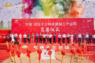 湖北莲藕产业向“新”而行