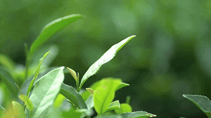 零碳新风+黄茶产业+和美乡村：解码新城振兴三重奏