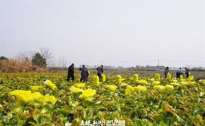 村里喜事捎北京·湖北｜南有嘉鱼 蔬美民富
