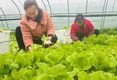 从94万元到1028万元的飞跃——恩施市七里坪街道创新壮大村集体经济观察