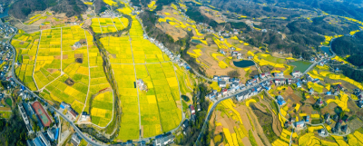十年春约：“赏花经济”绘就乡村振兴新图景