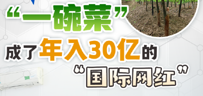 万万没想到，“一碗菜”成了年入30亿的“国际网红”