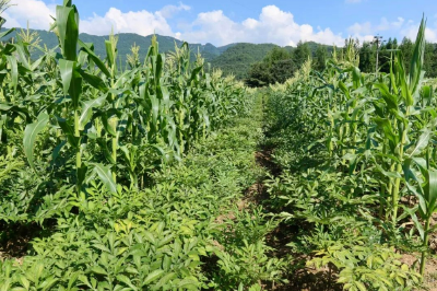 “魔”力全开！10万农户靠这盘“小菜”闯市场