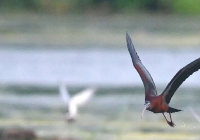 全国“鸟友”齐聚公安，只为蹲守这位 "顶流"！