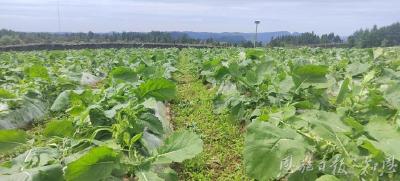 油菜产业综合产值突破10亿元——恩施油菜“初长成”