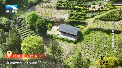 是这个理 | 美国茶痴的鹤峰奇遇