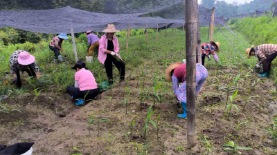 
锲而不舍落实中央八项规定精神 | 让“躺平、假忙、占便宜”的村干部靠边站
