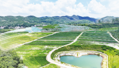 荒山着绿装 沃土涌金浪—— 孝昌县小河镇 “三重蝶变” 绘就生态振兴新图景