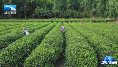 党旗在基层一线高高飘扬 | 闵洪艳：用党员 “先行脚” 走出村民 “希望路”