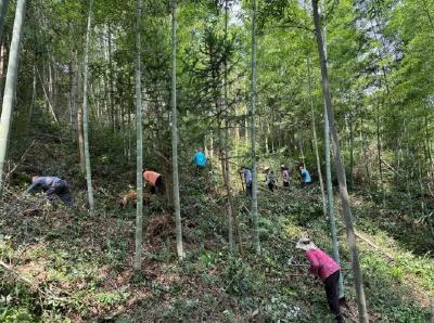 【林下掘“金” 生态富民⑫】】崇阳县桂花泉镇：林下中药材撬动的绿色共富革命