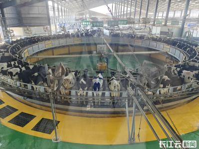 活力中国调研行丨湖北南漳这家养牛场，“牛”在哪里？