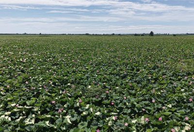 洪湖治理进行时丨科学调控水位 洪湖力保18万亩水草安稳度汛