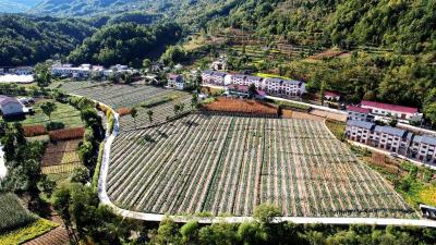 “五味子书记”翁新强：带领乡亲在家门口挣到钱