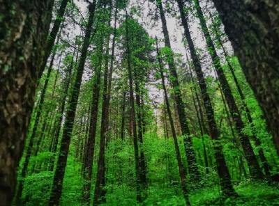 全国生态日丨神农架：91.16%森林覆盖率背后的生态答卷