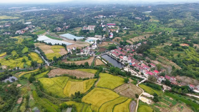 走，去朝阳村看丰收！稻谷满仓、金果梨万斤采摘，丰收味里藏“富味”