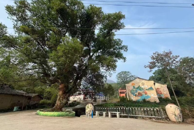 党建领航 产业强基，秀美木港绘就乡村振兴幸福画卷