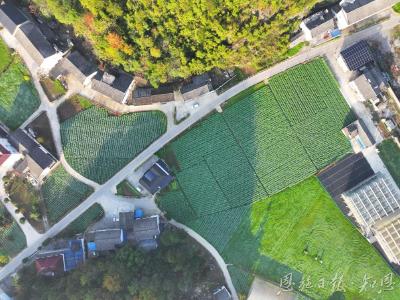 博士“点金术”——记中国农业科学院油料作物研究所驻崔家坝镇斑竹园村工作队