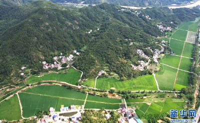 一粒“杂交稻种”串起大别山区富民产业链