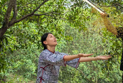 咸安：桂花香里说丰年