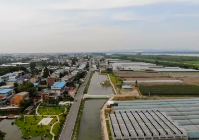 豚跃江天菜乘风——看鄂州市杨叶镇绿色发展蝶变