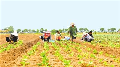 一颗甘蓝的绿色革命