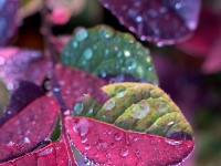 小城限定！云梦雨后的清新瞬间