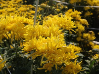 湖北云梦：金秋菊花开 如诗如画引人来