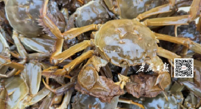 借侨“出海”！让汉川好物“游”向世界