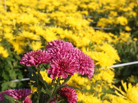 湖北云梦：金秋菊花开 如诗如画引人来