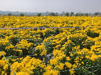 湖北云梦：金秋菊花开 如诗如画引人来