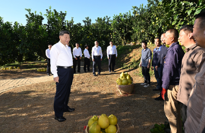 第一观察·瞬间｜黄澄澄的柚子，沉甸甸的牵挂