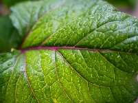 小城限定！云梦雨后的清新瞬间