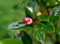 小城限定！云梦雨后的清新瞬间
