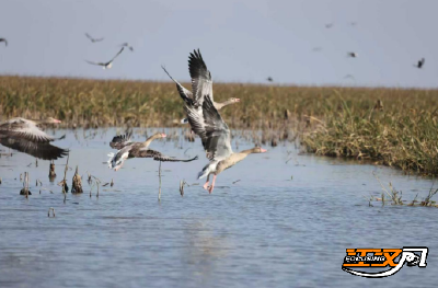 万里迁徙，有“证”可寻——从候鸟环志看洪湖湿地生态转变