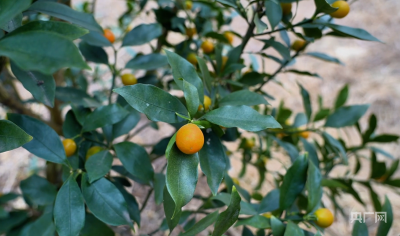 田园新曲｜“三香”交织绘就乡村振兴新图景