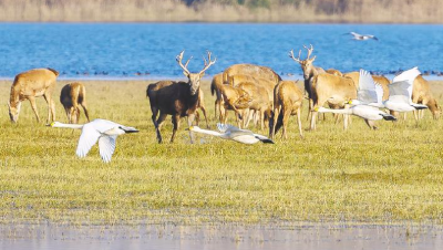 4位亲历者见证麋鹿保护世界传奇：从诺亚方舟到东方乐园