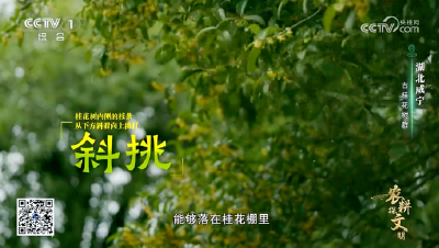 央视《农耕探文明》聚焦咸宁桂花 千年桂韵绽放品牌力量