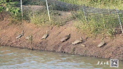 泡温泉！应城甲鱼为何如此出圈？