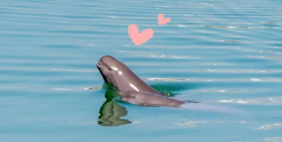 江豚逐浪好风景——“微笑天使”见证宜昌人与自然和谐共生