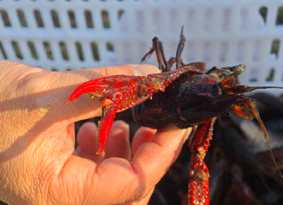 潜江龙虾：这个冬天，我决定不冬眠