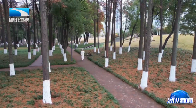 推动长江经济带发展座谈会十周年 | 十年守护 长江蝶变